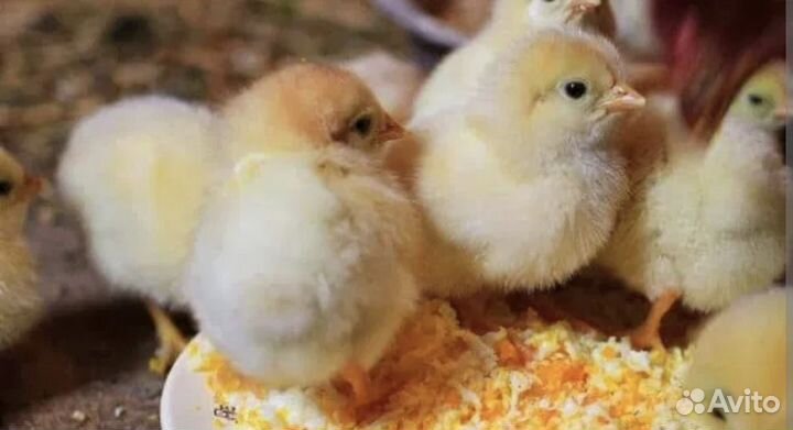 Цыплята