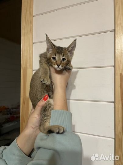 Котята, Девочки Чаузи ф4