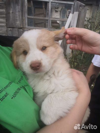 Отдам в добрые руки щенков