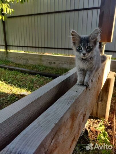 Мальчик ищет дом