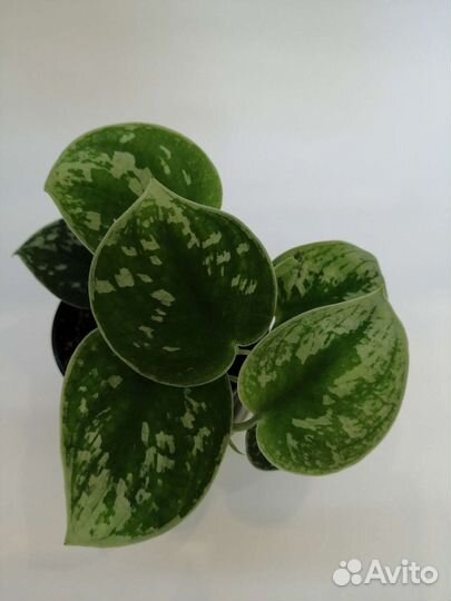 Эпипремнумы Золотистый, Жаде, Сильвер Энн