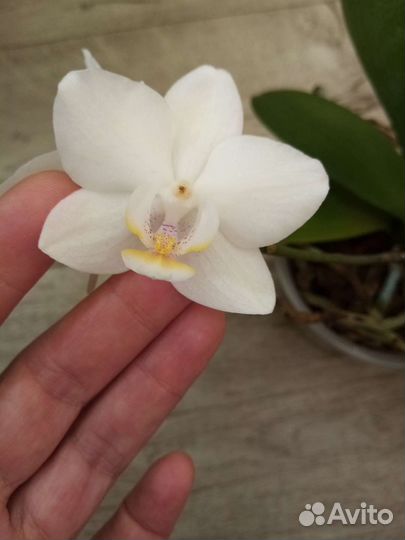 Орхидея фаленопсис мультифлора