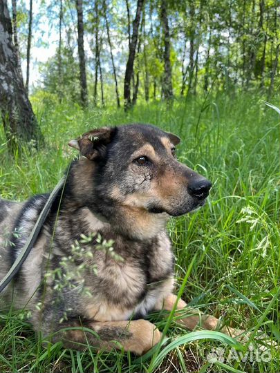 Собака из приюта в добрые руки