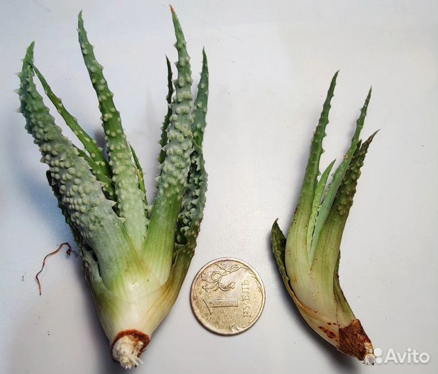 Алоэ Хумилис