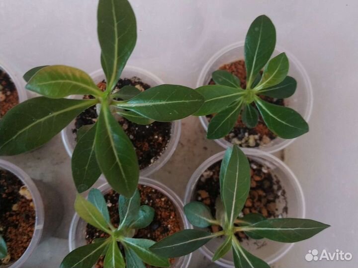 Набор Суккулентов 10 адениумов микс