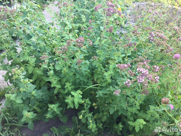 Душица (Орегано)