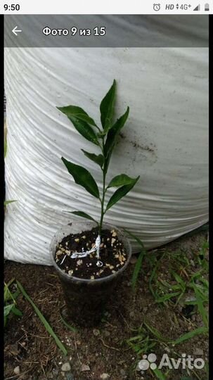 Мандарин привитый Тардиво