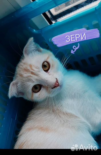 Кошка в дар бесплатно