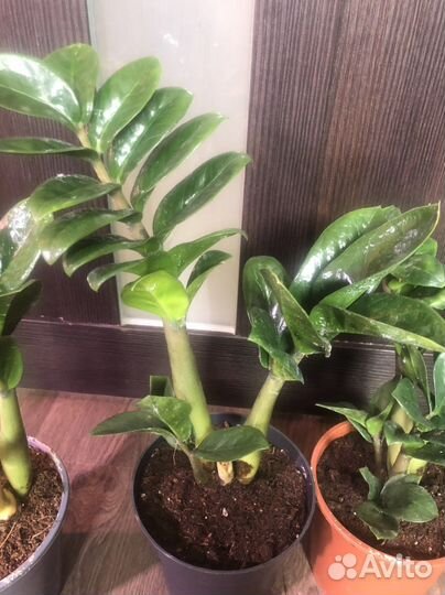 Замиокулькас зензи деленки от взрослого растения