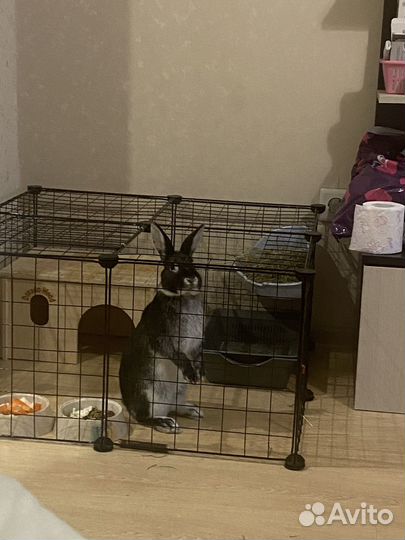 Декоративные кролики