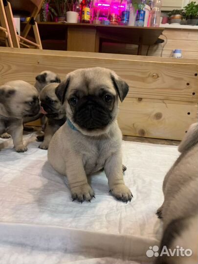 Щенки мопса