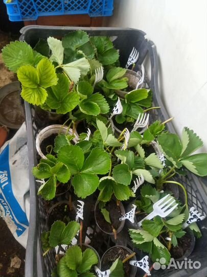 Клубника саженцы