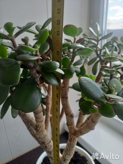 Крассула толстянка