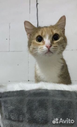 Кошка в добрые руки