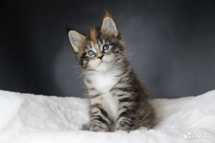 Котята мейн-кун