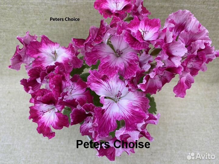 Rousillion и др. сорта