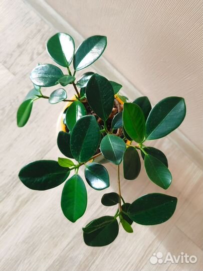 Продам фикус микрокарпа