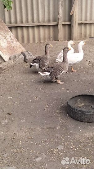 Тульские гуси