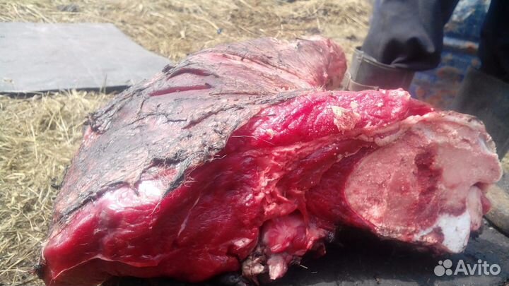 Мясо на корм собакам