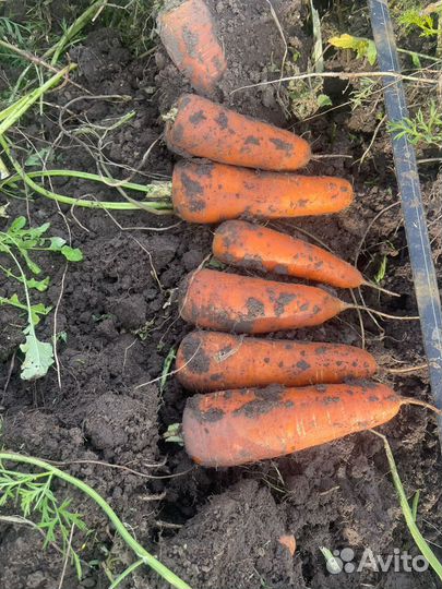 Лук репчатый капуста Марковь свекла картофель