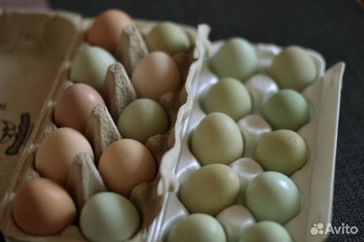 Яйцо домашнее