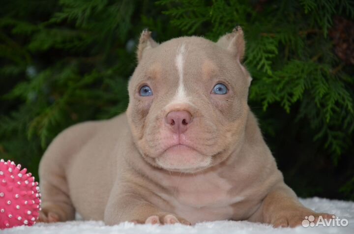 Американский булли