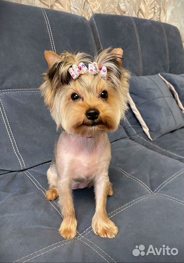 Передержка домашних животных