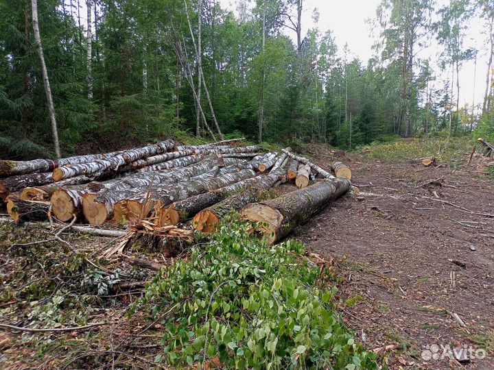 Береза кругляк