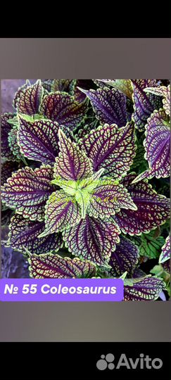 Вегетативные черенки