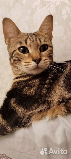 Бенгальская кошка