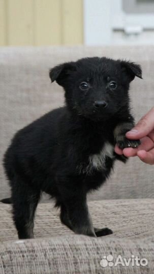 Щенок в добрые руки