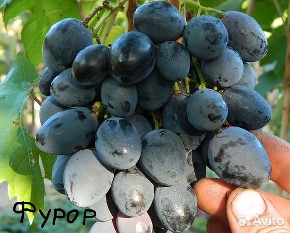 Фурор описание сорта фото отзывы