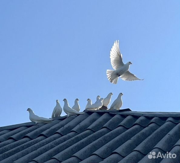 Голуби