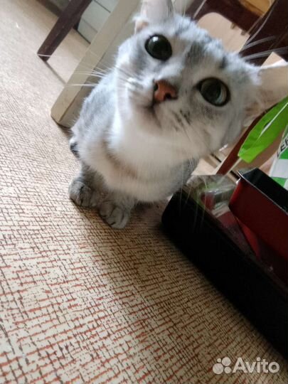 Кошка в дар