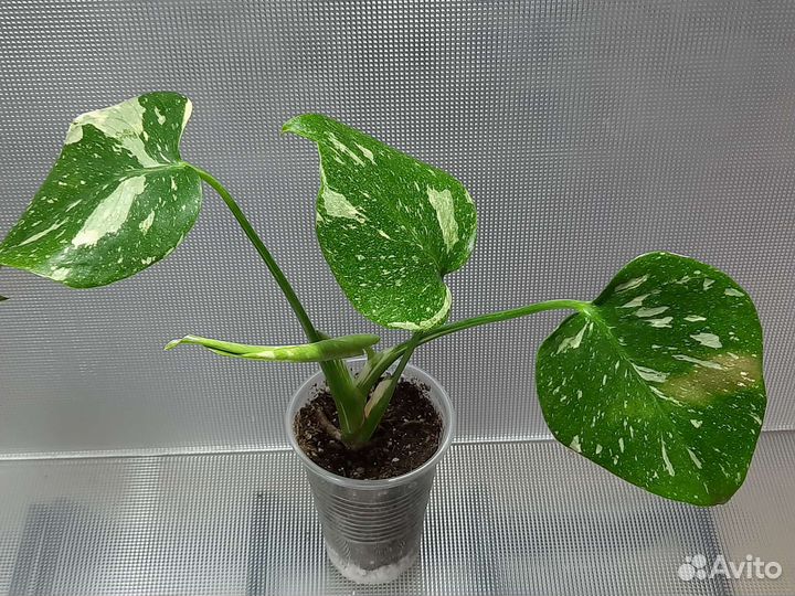 Эпипремнумы, сингониумы, монстеры