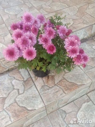 Цветы на 1 сентября.гортензии розы хризантемы