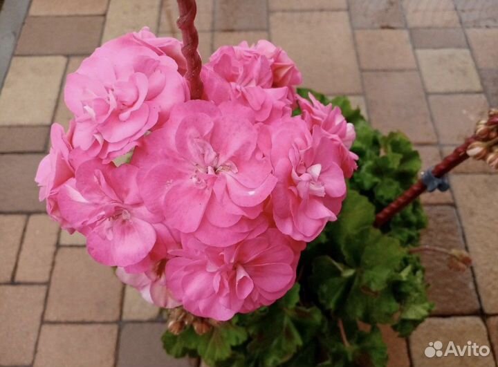 Пеларгония юв майская роза