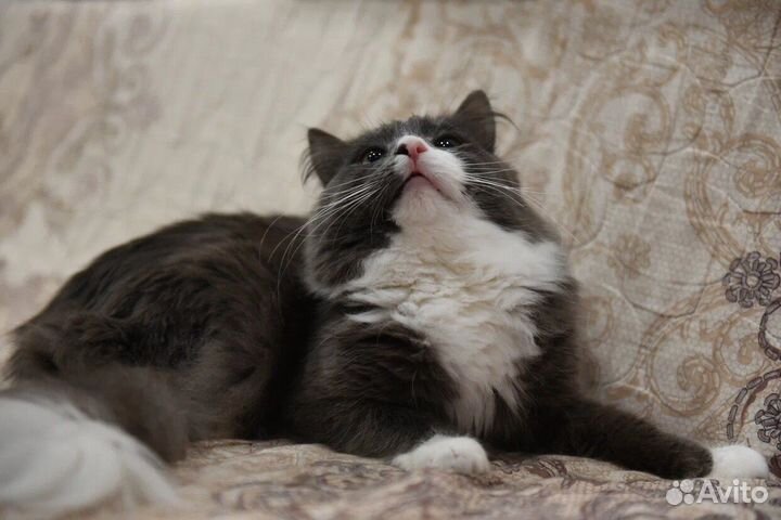 Котик Снежок ищет семью