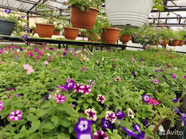 Петуния, рассада цветов, оптом и в розницу