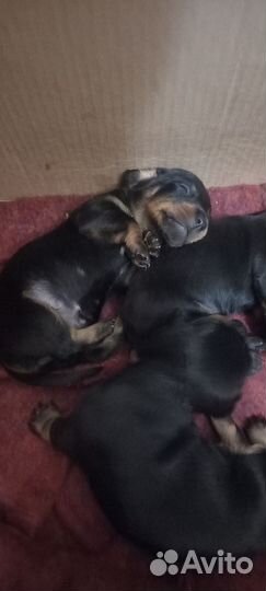 Щенки мини таксы