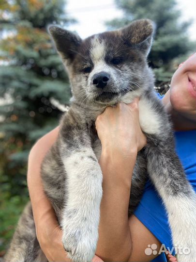 Акита-Ину щенки