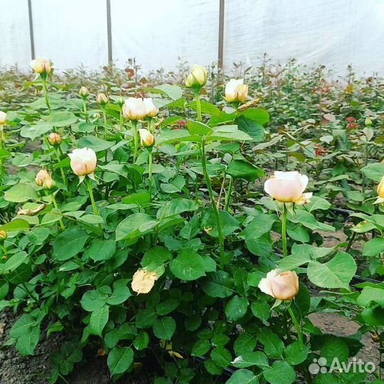 Роза тепличная от производителя