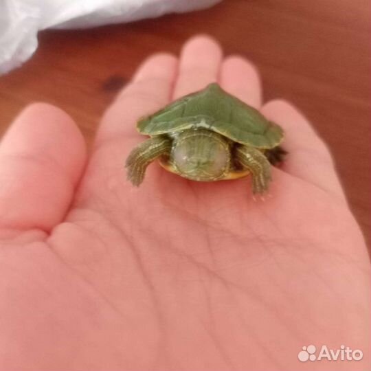 Черепашка с аквариумом
