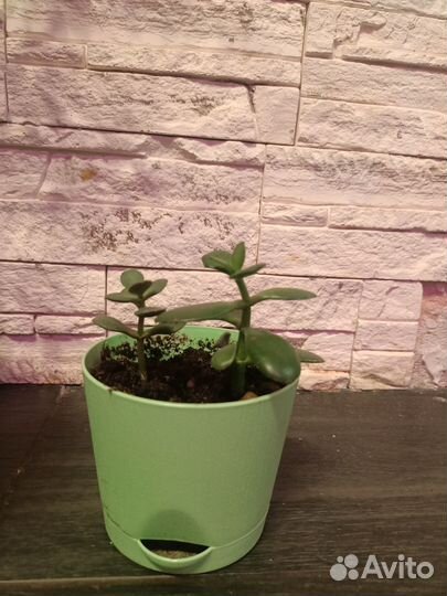 Денежное дерево красула толстянка