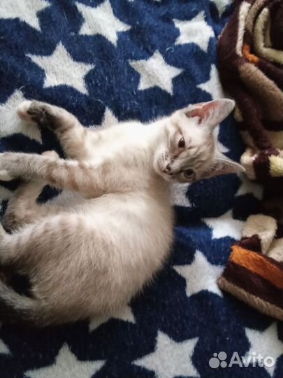 Котенок мальчик