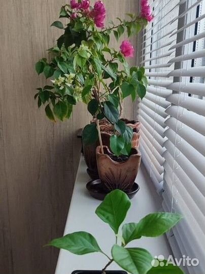 Домашние растения