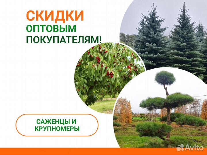 Саженцы хвойных, лиственных, плодовых деревьев