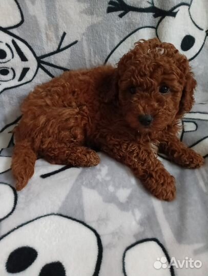 Карликовый пудель