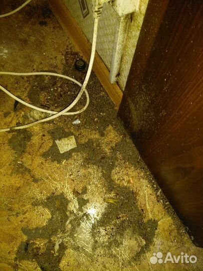 Уничтожение : тараканов, клопов, муравьев. Короеда