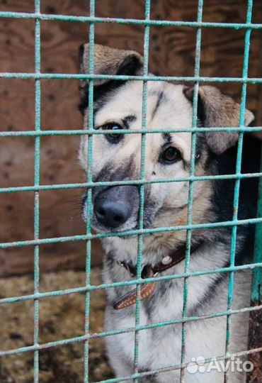 Собака Валя очень добрая и нежная из приюта